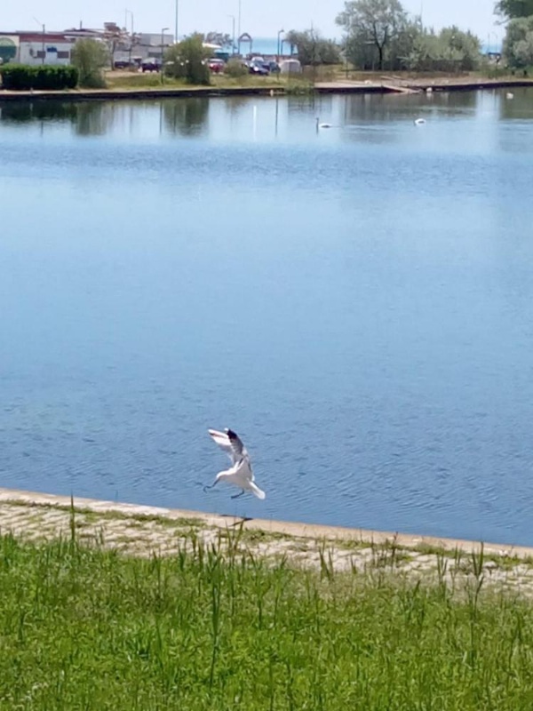 Hotel Tomis Neptun image 12